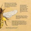 decija knjiga o pčelama